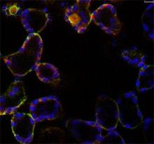 Cell-specific targeting of aequorin to mesophyll cells to measure cell type Ca2+ dynamics. Aequorin-YFP in the cytosol (red), GFP in ER (green) chlorophyll fluorescence (purple). (Martí et al., 2013 Plant Physiology 163, 625 – 634)