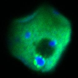 A green blob with six small blue blobs on it. Ethereal looking as if from another world